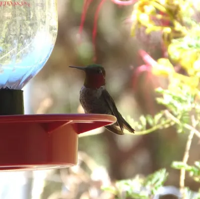 File:Anna's Hummingbird. Calypte anna - Flickr - gailhampshire.jpg