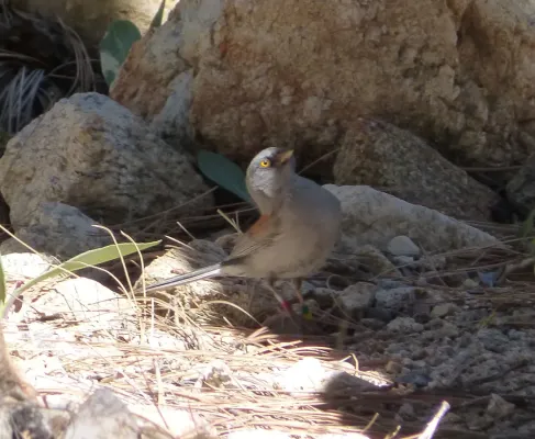 File:Yellow-eyed Junco. Junco phaeonotus - Flickr - gailhampshire.jpg