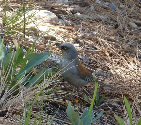 File:Yellow-eyed Junco. Junco phaeonotus - Flickr - gailhampshire (1).jpg