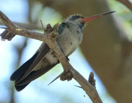 File:Broad-billed Hummingbird. Cynanthus latirostris. Female - Flickr - gailhampshire.jpg