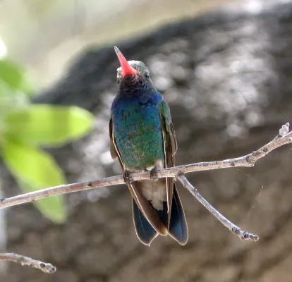 File:Broad-billed Hummingbird . Male. Cynanthus latirostris - Flickr - gailhampshire.jpg