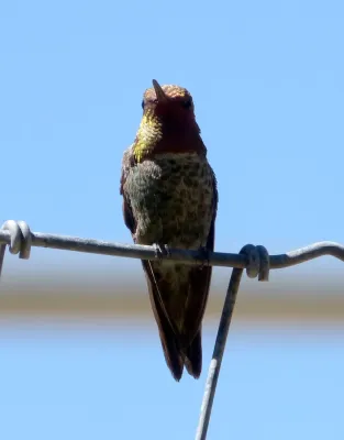 File:Anna's Hummingbird. Calypte anna - Flickr - gailhampshire (1).jpg