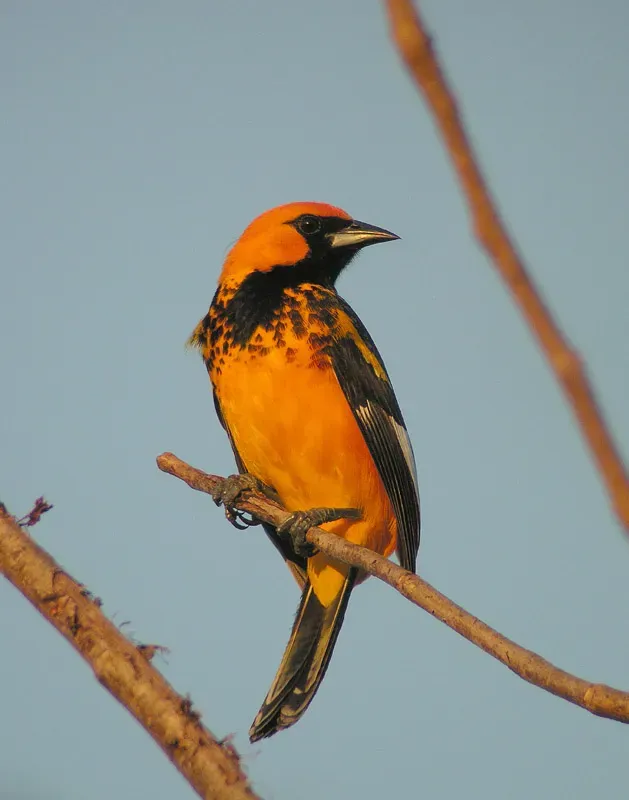 File:Icterus pectoralis.jpg