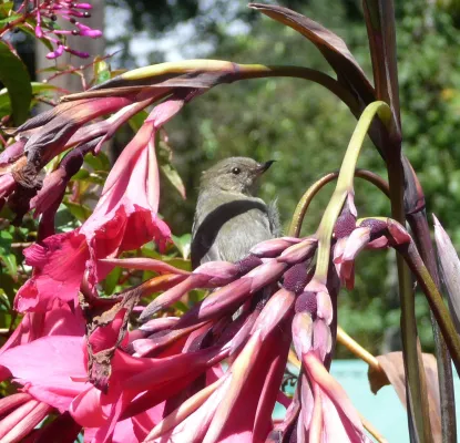 File:Slaty Flowerpiercer. Diglossa plumbea. - Flickr - gailhampshire.jpg
