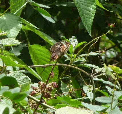 File:Scintillant Hummingbird. Female. Selasphorus scintilla. - Flickr - gailhampshire.jpg