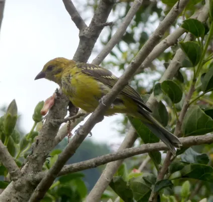 File:Flame-colored Tanager. Female. Piranga bidentata - Flickr - gailhampshire.jpg