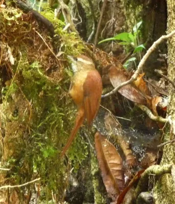 File:Ruddy Treerunner. Margarornis rubiginosus. - Flickr - gailhampshire.jpg