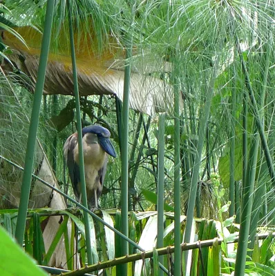 File:Boat-billed Heron. Cochlearius cochlearius. - Flickr - gailhampshire.jpg