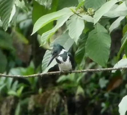 File:Amazon Kingfisher. Chloroceryle inda. Female. - Flickr - gailhampshire.jpg