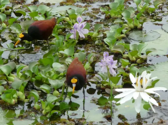 File:Northern Jacana. Jacana spinosa - Flickr - gailhampshire.jpg