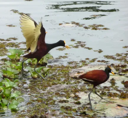 File:Northern Jacana. Jacana spinosa - Flickr - gailhampshire (1).jpg