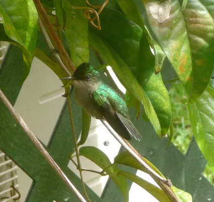 File:Antillean Crested Hummingbird. Orthorhyncus cristatus. Female - Flickr - gailhampshire.jpg