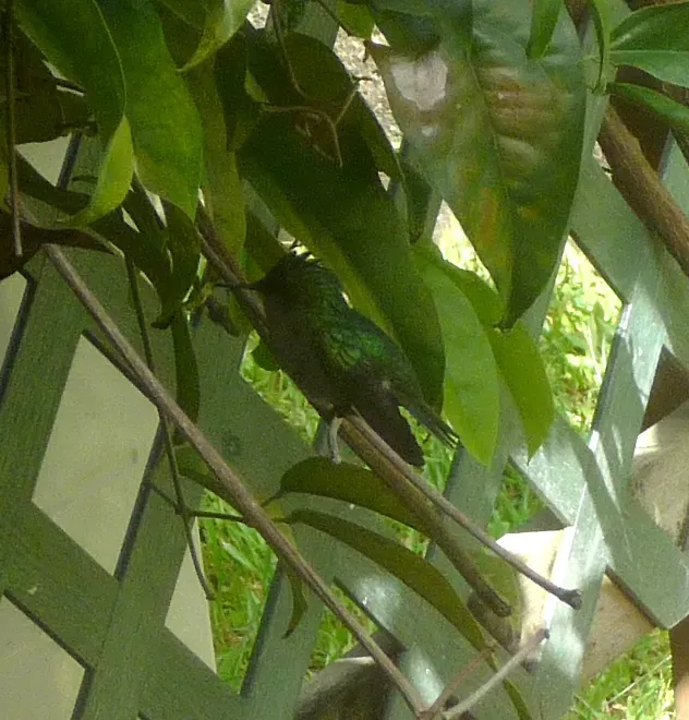 File:Antillean Crested Hummingbird. Orthorhyncus cristatus. Female - Flickr - gailhampshire (1).jpg