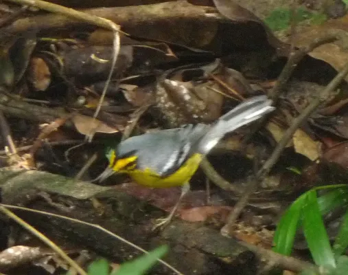 File:St. Lucia Warbler. Setophaga delicata.Endemic - Flickr - gailhampshire.jpg