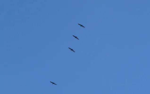 File:Northern Bald Ibis in flight. Geronticus eremita - Flickr - gailhampshire.jpg