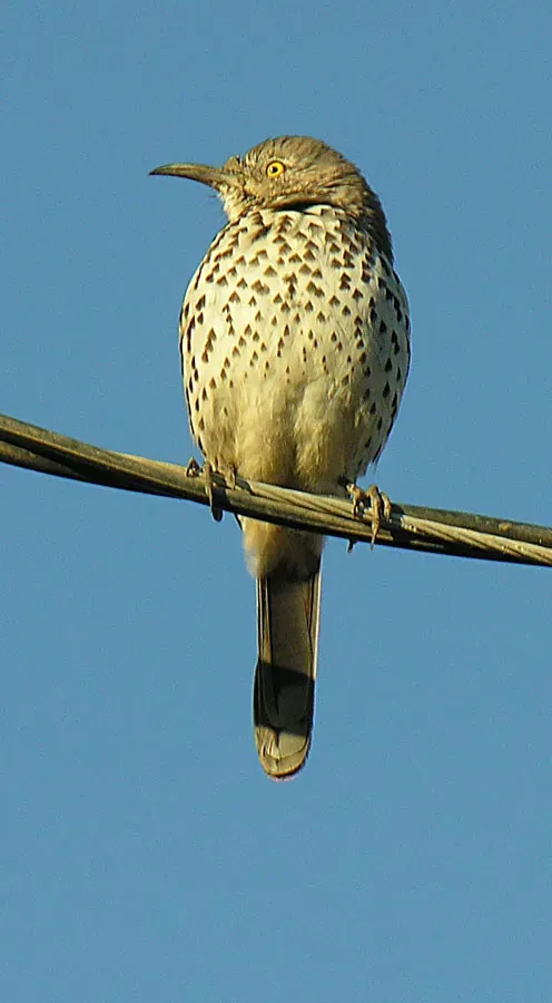 File:Toxostoma cinereum-- The Grey Thrasher (27535218415).jpg