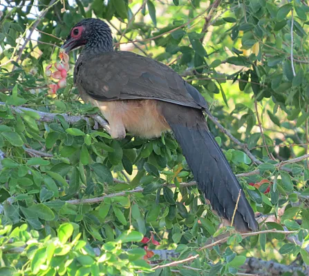 File:Ortalis poliocephala (24328217289).jpg