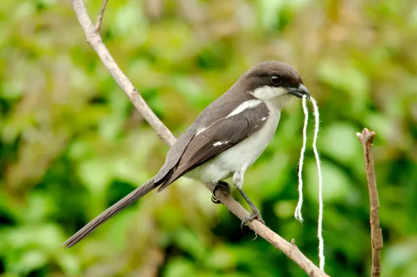 File:Lanius humeralis female.jpg