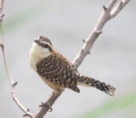 File:Campylorhynchus humilis, Playa el Arrocito, Oaxaca (24611156896).jpg