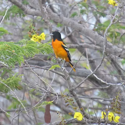 File:Icterus maculialatus (24444263612).jpg