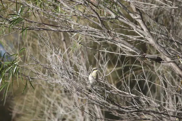 File:Gavicalis virescens (27153652115).jpg