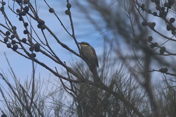 File:Gavicalis virescens (27153639895).jpg