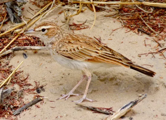 File:Fawn-coloured Lark (Calendulauda africanoides harei) (6451596791).jpg