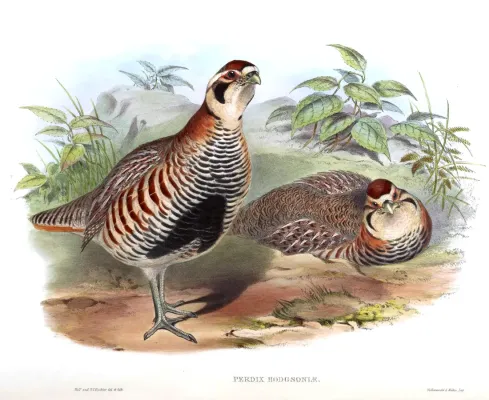 File:Perdix hodgsoniae BirdsAsiaJohnGoVIGoul.jpg