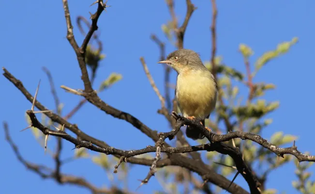 File:Burnt-necked eremomela, Eremomela usticollis, at Pilanesberg National Park, Northwest Province, South Africa (28349196955).jpg
