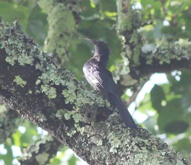 File:Rhinopomastus aterrimus anchietae, Cuanavale-rivier, Birding Weto, a.jpg