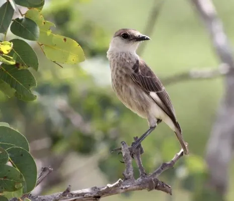 File:Myrmecocichla tholloni, Tembe, Birding Weto, a.jpg