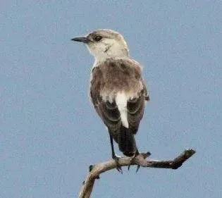 File:Myrmecocichla tholloni, Munhango, Birding Weto, a.jpg
