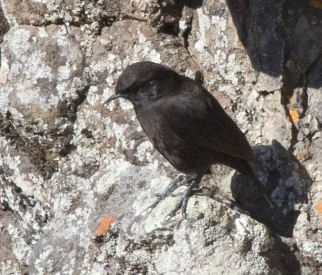 File:Myrmecocichla melaena, crop.jpg