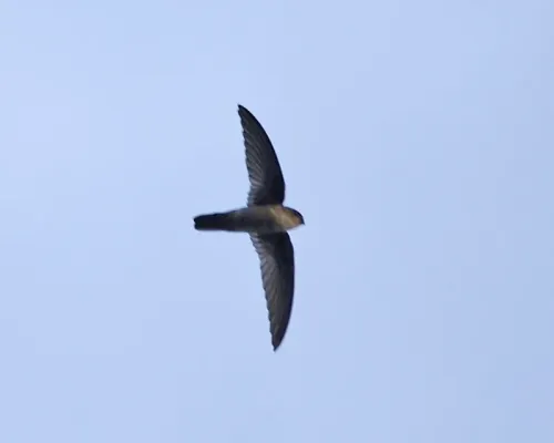 File:Uniform Swiftlet (Aerodramus vanikorensis).jpg