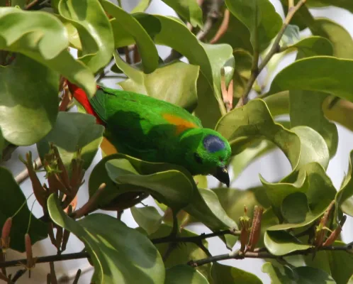 File:Loriculus galgulus (male) -Singapore-8.jpg