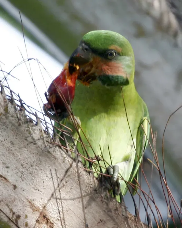 File:Psittacula longicauda (female) -Queenstown -Singapore-6.jpg
