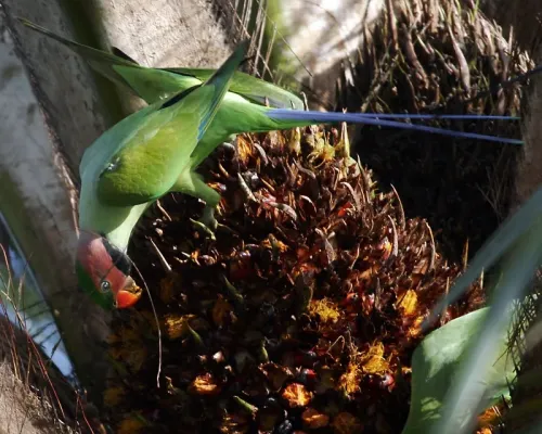 File:Psittacula longicauda (feeding) -Queenstown -Singapore-6.jpg