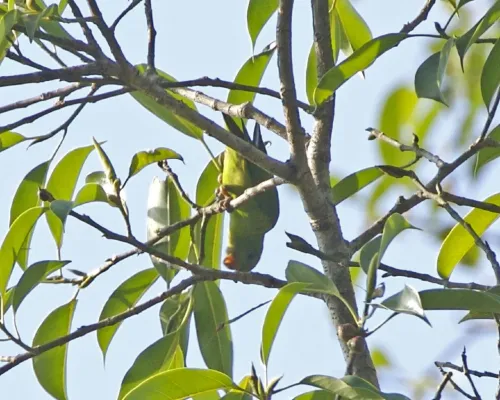 File:Loriculus pusillus -Java -Indonesia-4.jpg