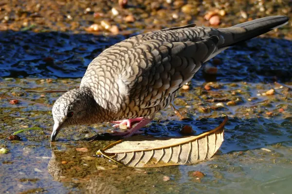 File:Scaled Dove (Columbina squammata) drinking ... (28494026566).jpg