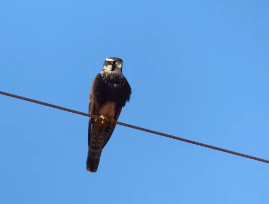 File:Aplomado Falcon (Falco femoralis) (27841186613).jpg