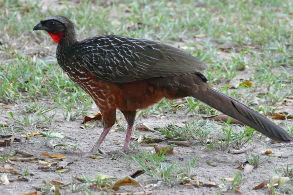 File:Chestnut-bellied Guan (Penelope ochrogaster) (28228043302).jpg