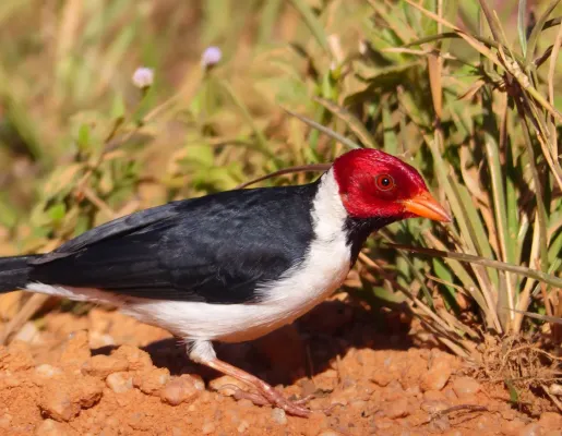File:Yellow-billed Cardinal (Paroaria capitata) (27758466553).jpg