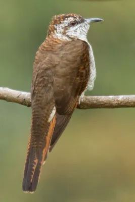 File:Banded Bay Cuckoo (Cacomantis sonneratii).jpg