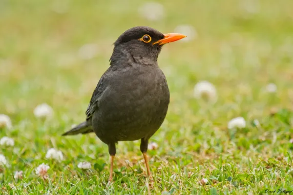 File:Indian Blackbird (Turdus simillimus).jpg