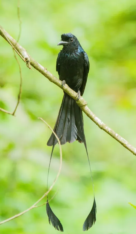 File:Greater Racket-tailed Drongo (Dicrurus paradiseus).jpg