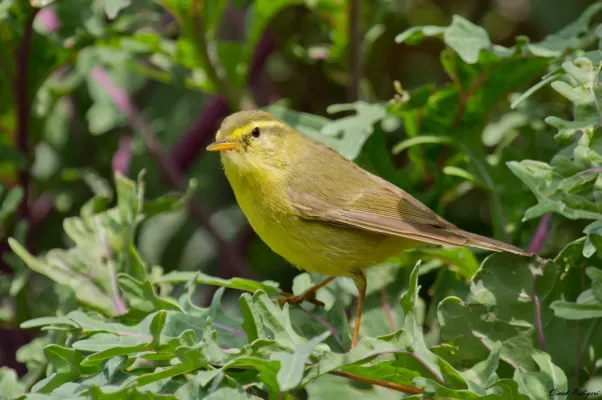 File:Tickell's Leaf Warbler (Phylloscopus affinis).jpg