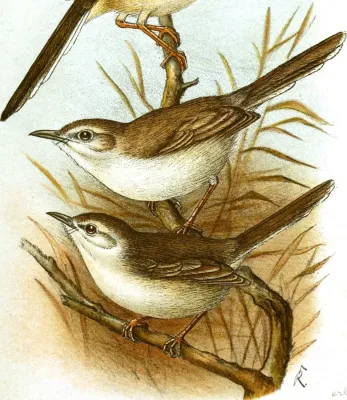 File:Journal für Ornithologie (1905) (14563307688), Prinia somalica.jpg