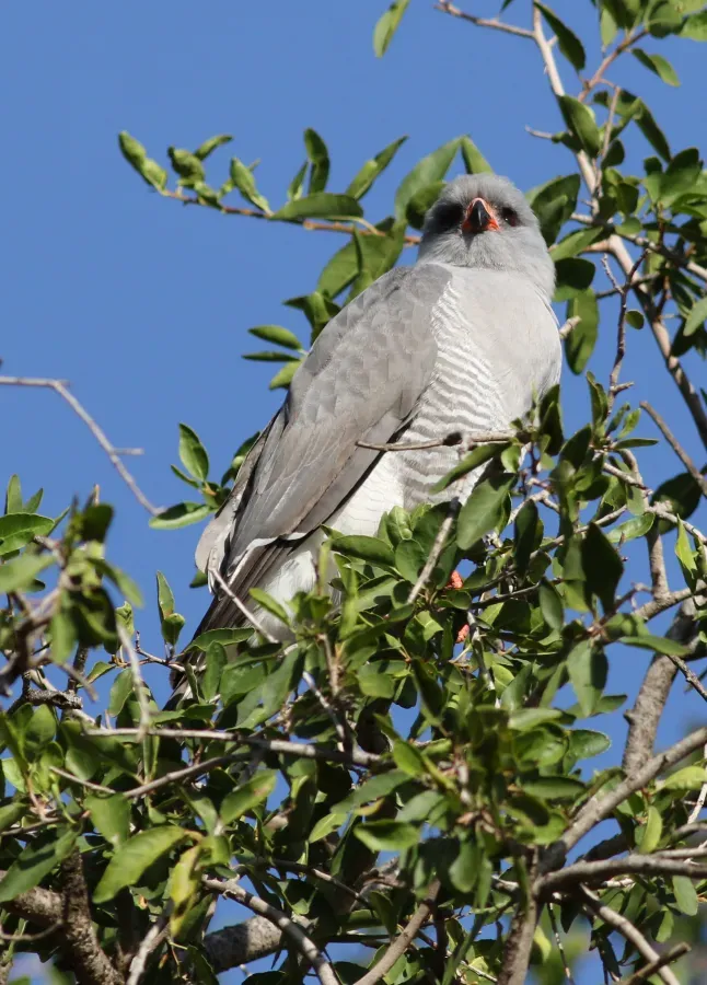 File:Gabar goshawk, Micronisus gabar, at Pilanesberg National Park, Northwest Province, South Africa (28646725566).jpg