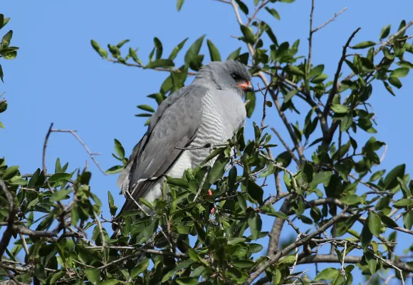File:Gabar goshawk, Micronisus gabar, at Pilanesberg National Park, Northwest Province, South Africa (28572634552).jpg