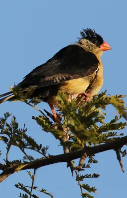 File:Shaft-tailed whydah, Vidua regia, at Pilanesberg National Park, Northwest Province, South Africa (28576957961).jpg